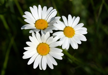 marguerites