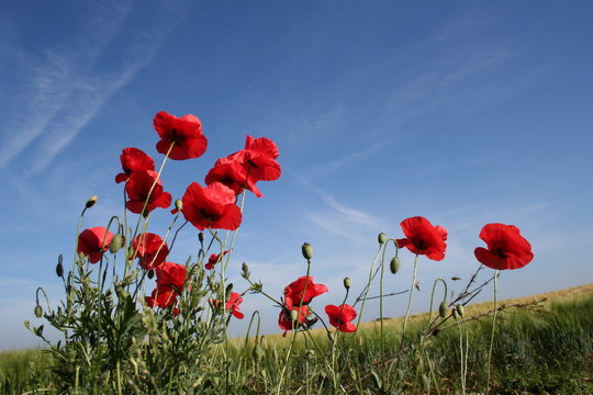 coquelicots