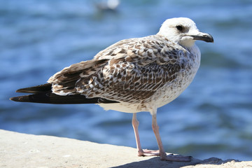 seagull