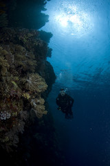 Fototapeta na wymiar diving in red sea