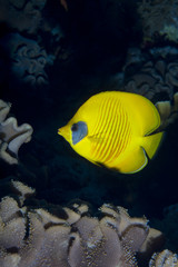 Fototapeta na wymiar yellow fish