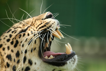 amur leopard