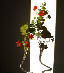 vase