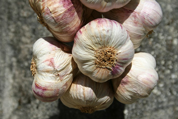 close up garlic