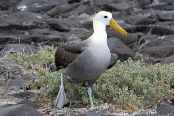albatros des galapagos