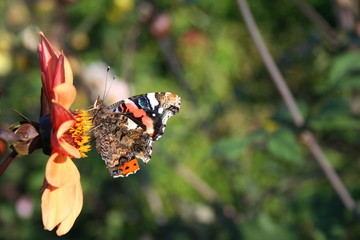 butterfly on flower