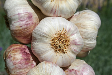 star garlic