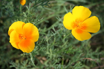 Obraz premium poppy, orange