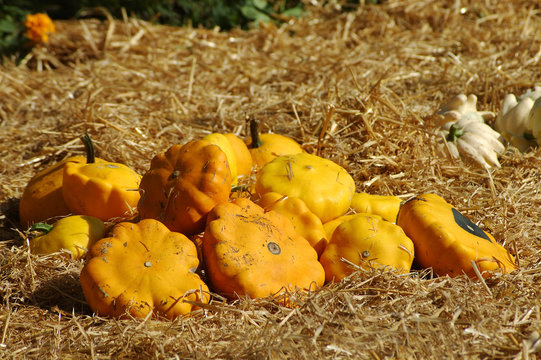 coloquintes