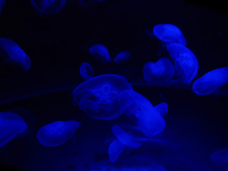blacklit jellyfish
