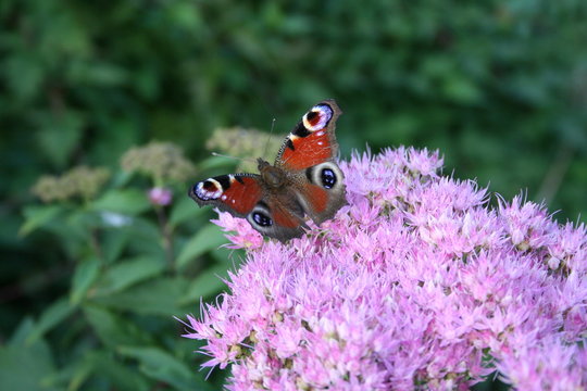 butterfly on the flox