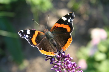 butterfly on flower
