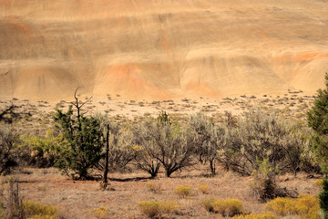 painted hills in the high desert