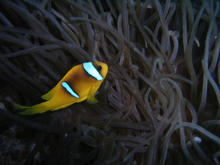 yellowtail anemonfish