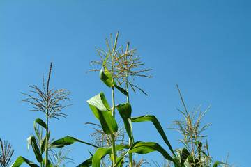 maize