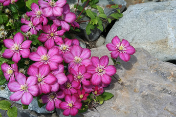 rock garden clematis