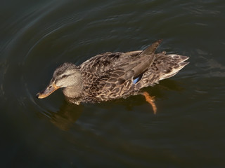 duck swimming