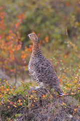 ptarmigan