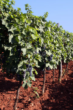 winegrowing in the croatia - summer