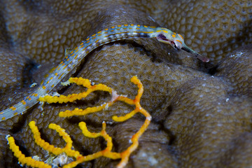 Fototapeta premium little fish