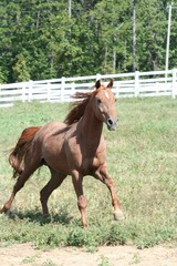 Fototapeta premium running stallion