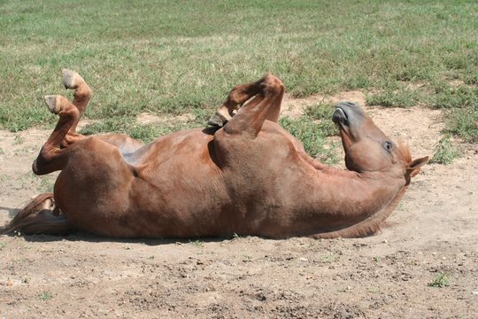 rolling horse