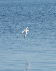 bird reflection in water