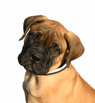 chiot bull mastiff