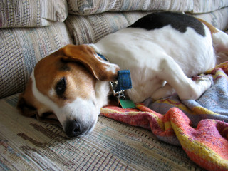 lazy beagle