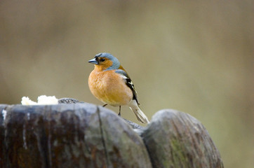 chaffinch