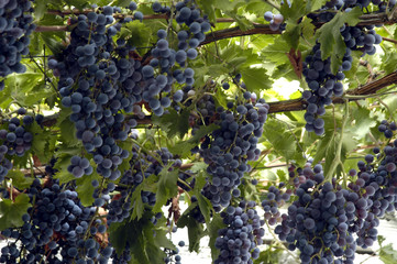 uvas-1115