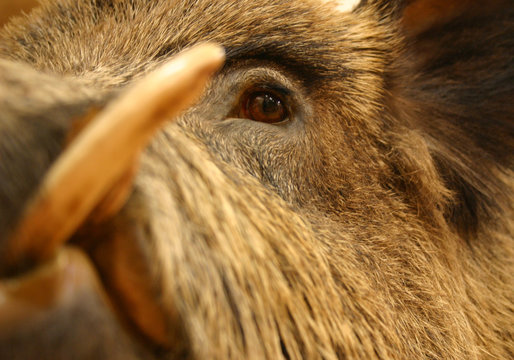 sanglier