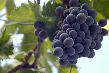 uvas-1128