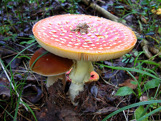 fly agaric and boletus