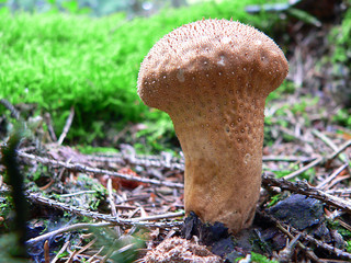 flaschenstäubling