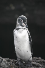 galapagos penguin