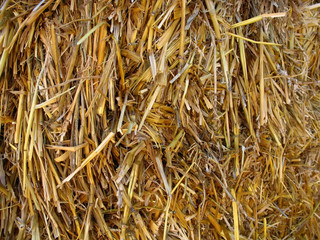 hay straw background