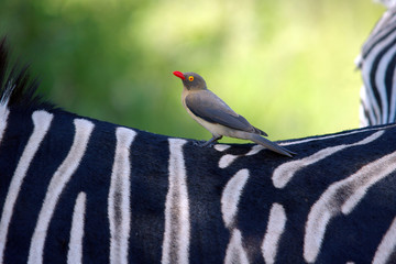 rotschnabelmadenhacker auf einem zebra © Andreas Edelmann