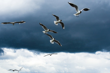flying chain