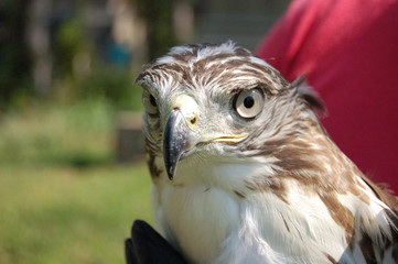 hawk 4