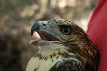 hawk 1