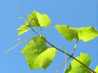 leaf from grape plant