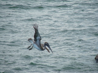 pelican 5