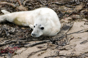 grey seal pup