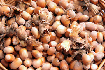 hazel nuts with bough