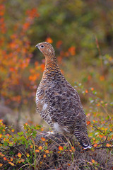 ptarmigan