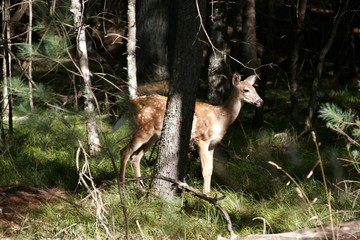 fawn whitetail deer woods forest