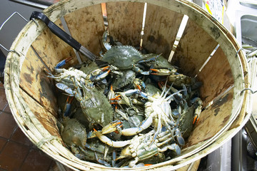 bucket of crabs - 1340499