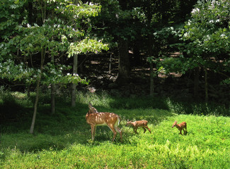 deer in the forest