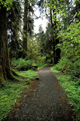 trail in the rain forest